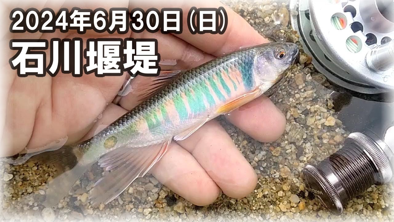 【フライフィッシング・オイカワ】ヤバい！爆風・激流でも婚姻色オイカワ番長を釣る！？大和川支流・石川堰堤下流域。MAXCATCH Ultra-lite 6.0ft #1　ウエットフライ・毛針・FF1