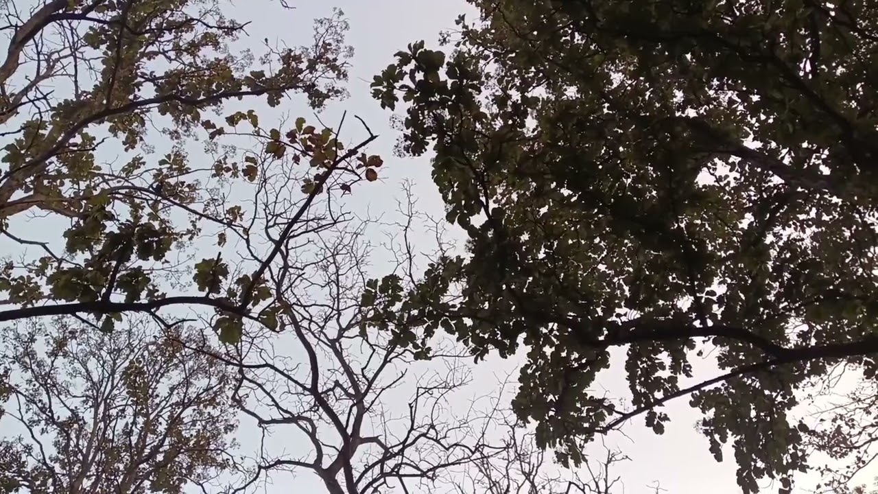 மரத்திற்கு மரம் தாவும் குரங்குகள் - ஒரு அழகான இயற்கை காட்சி.   Wildlife Moments