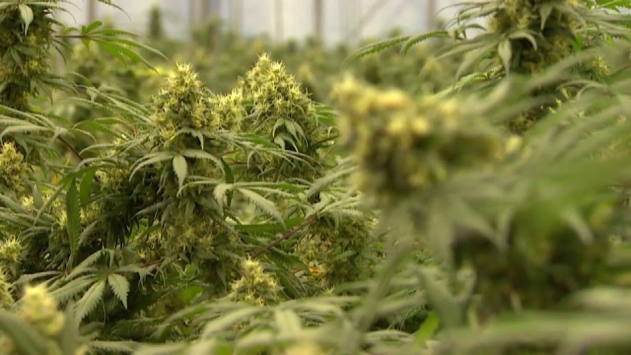 Federal Government to reclassify cannabis after over 50 years