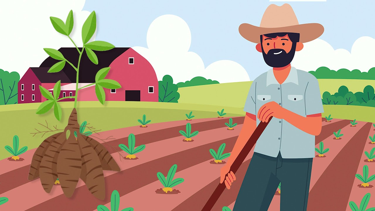 ¿Qué es la Tapioca? | Cassava for Dummies - Ep. 3