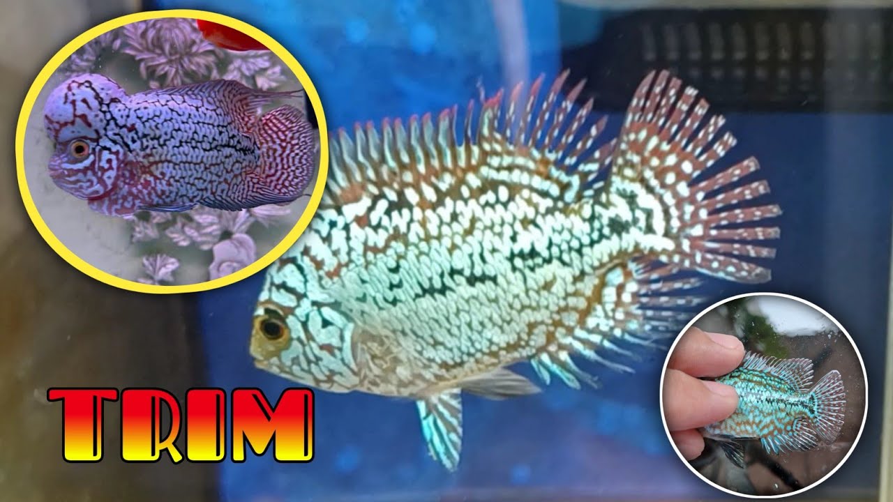 How to trim flowerhorn fins and tail | tips to make it easy