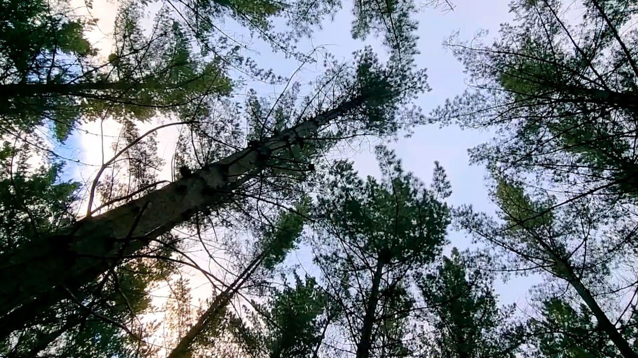 Seed Of Amenti x Pulsivlo - Freedom Is Mine (Visualizer)