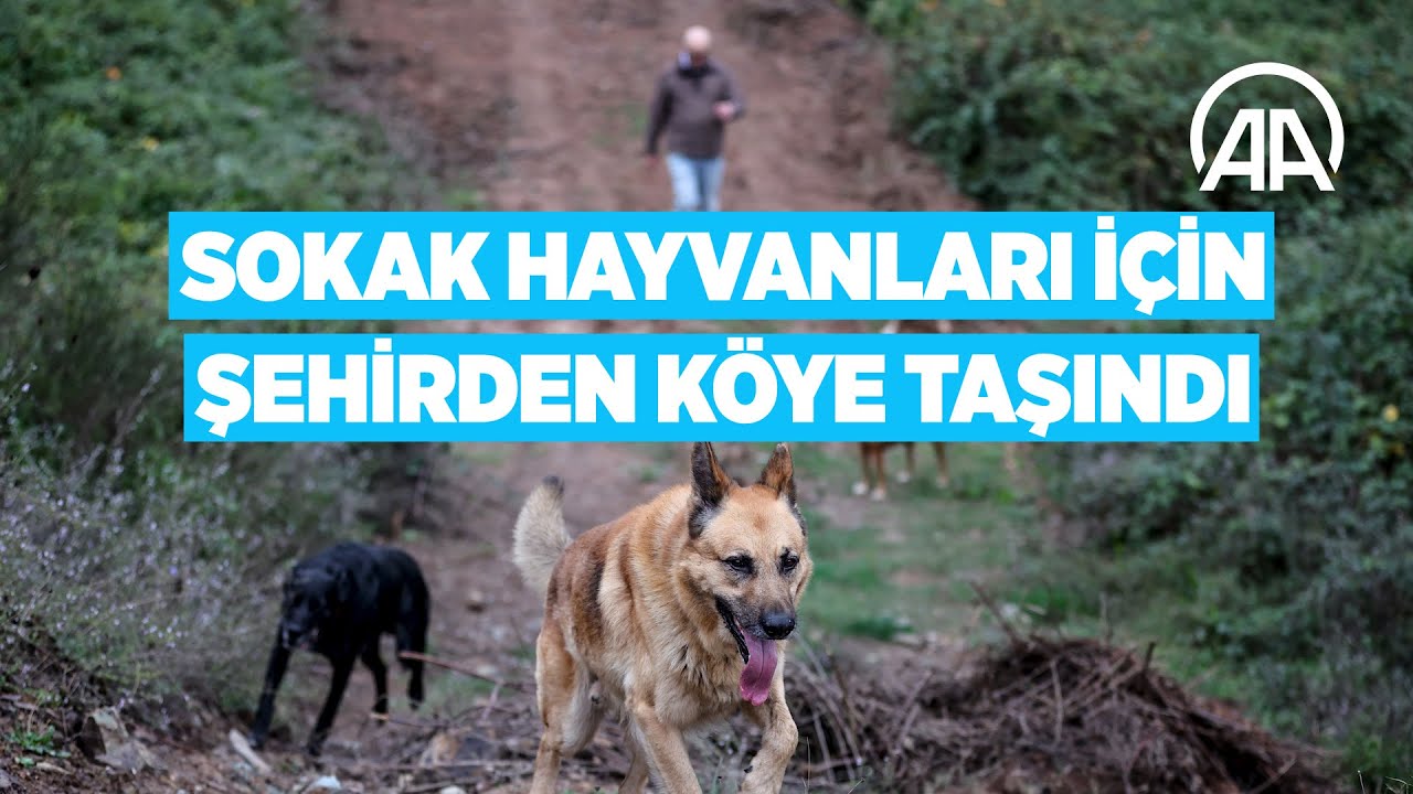 Zamanını “terk edilmiş ailem” dediği hayvanlarla geçiriyor | Sokak hayvanları için köye taşındı