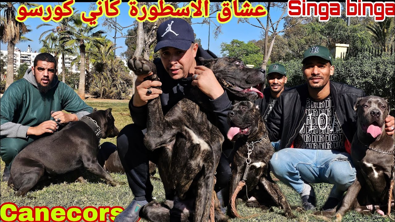 مباشرة وحصريا من قلب سوق القريعة 🇲🇦🇲🇦مع مولوع🏆 وبطل🏅 محطم ارقام 😱قياسية💥++- فالاثمنة❓ ✨مرااااااد✨ 04