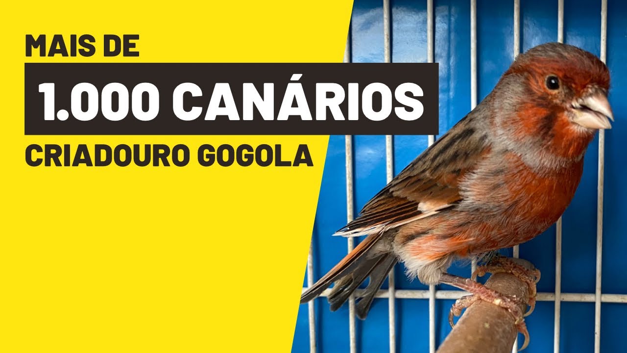 CRIADOURO COM MAIS DE 1.000 CANÁRIOS DE COR#ninhodocanario