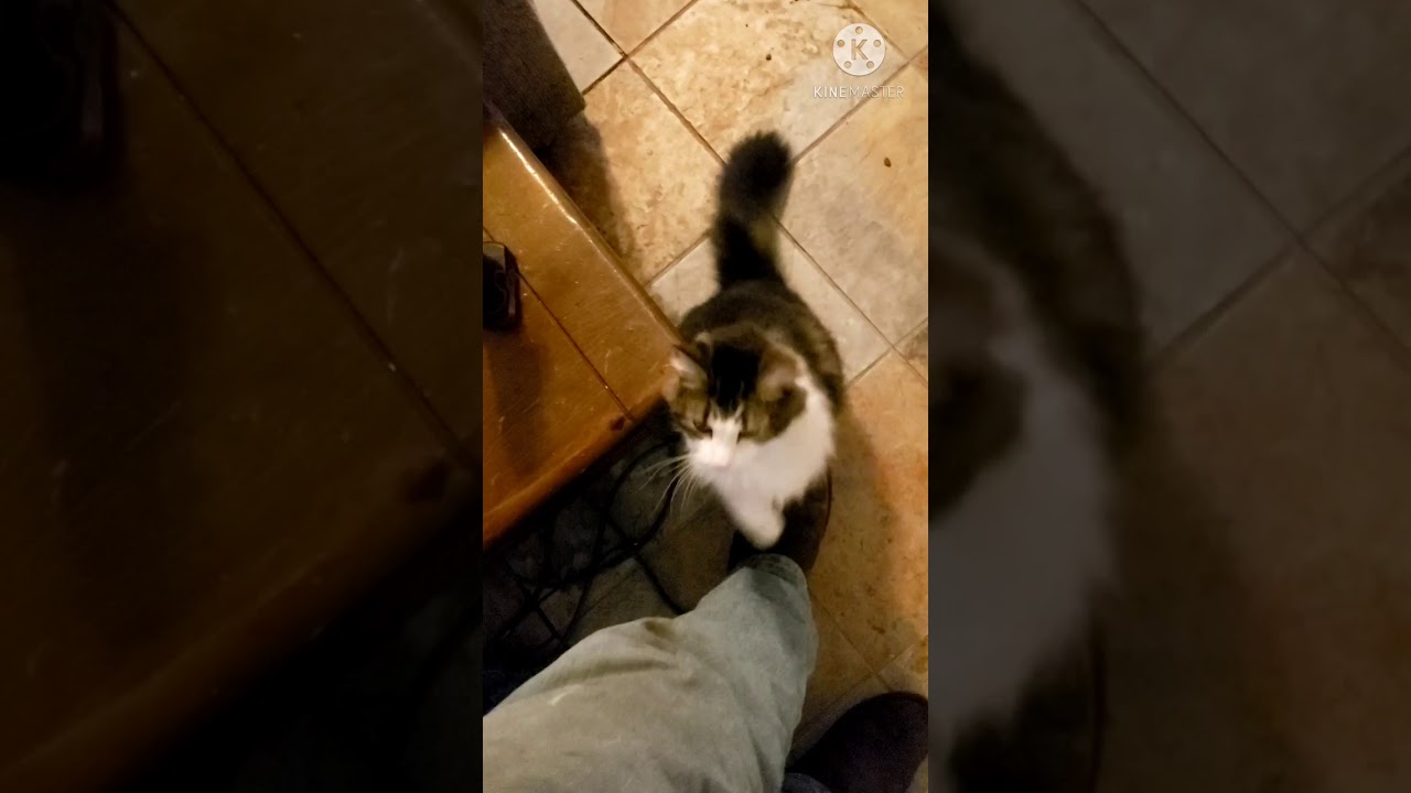 How to burn wood in the DS Comfortmax 75, and showing the metal plate for wood burning.