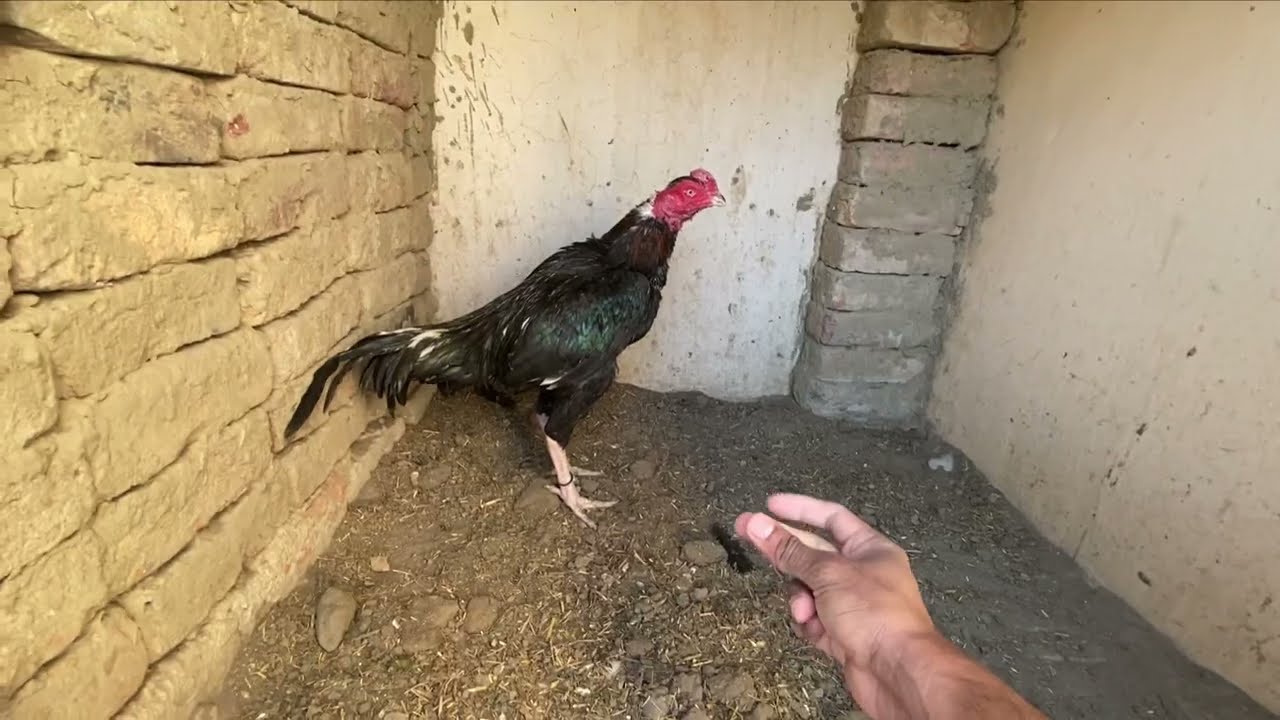 AJ mini zoo main sb prindo ko kush kar diya // sheera ny nak karwa diya // salo pet house
