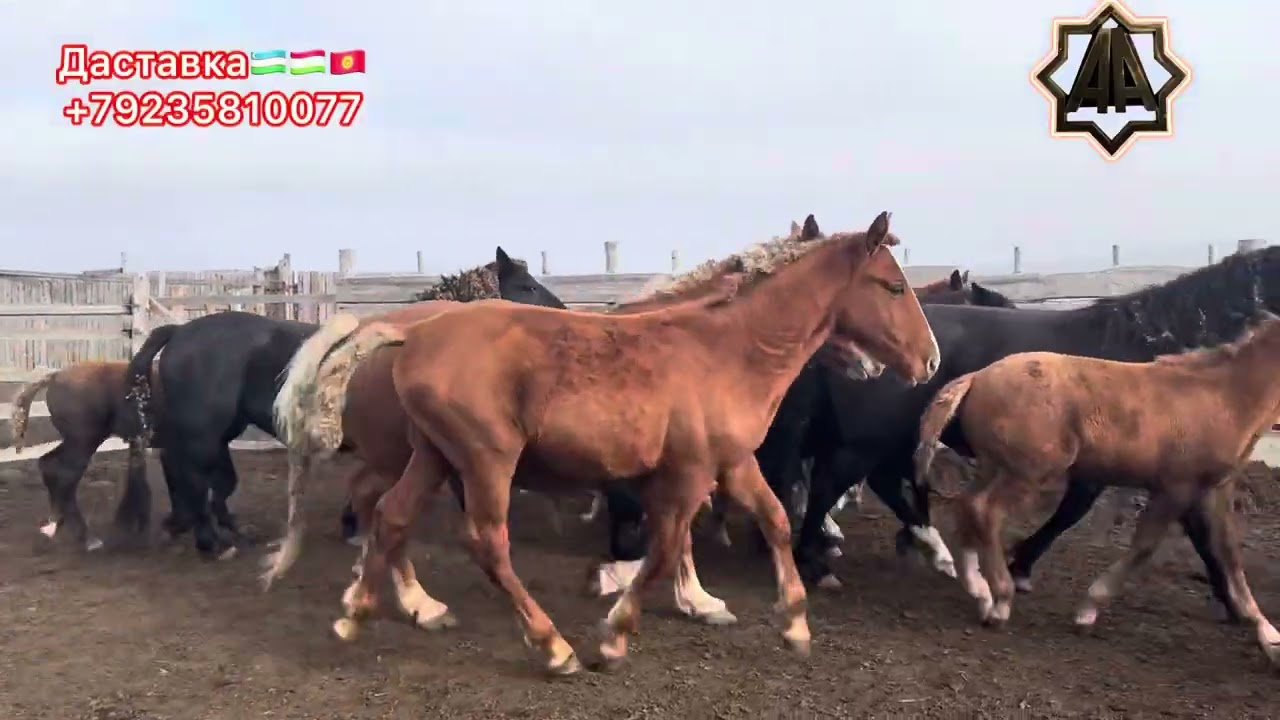 Г Абакан Андижонлик Укамизни фермасидамиз Карим Акан тозза қон Айғирларни тойларидан 30.10.2025 йил