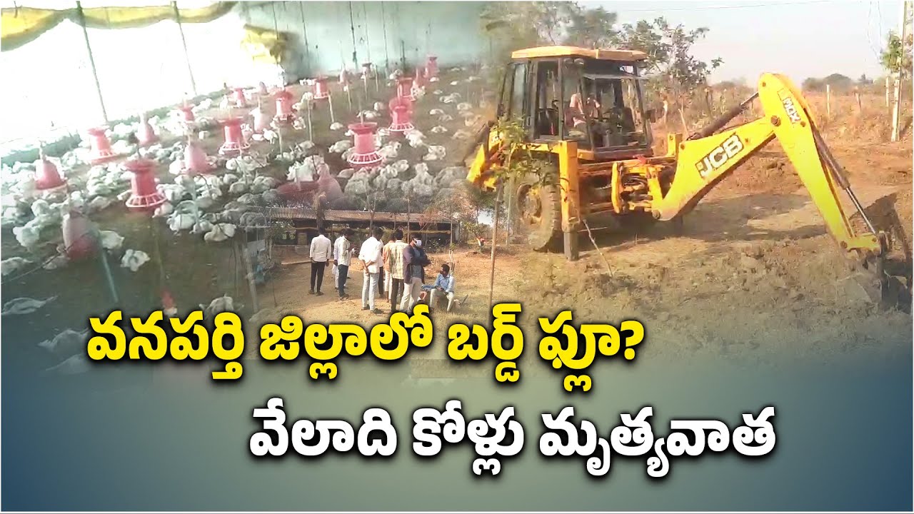 Bird Flu Outbreak In Wanaparthy Telangana, 4000 Chickens Died at a Poultry || Samayam Telugu