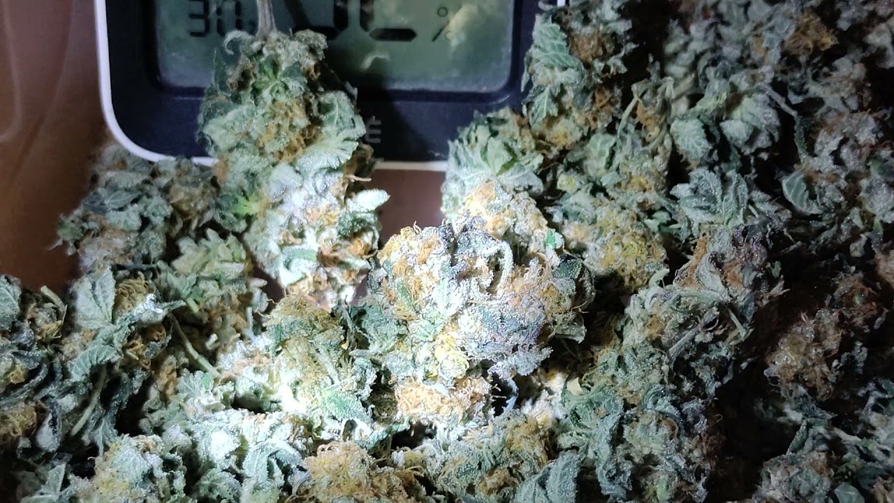 My first Marijuana Grow indoor harvest. California