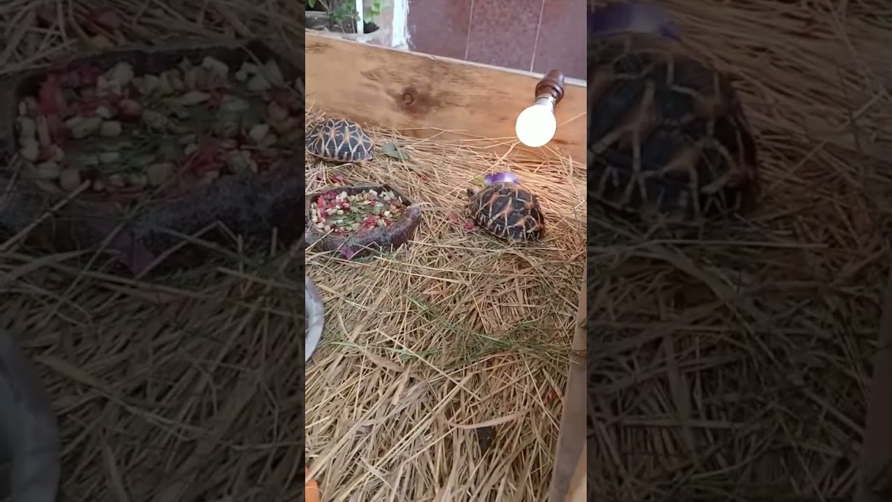 rain day tortoise care