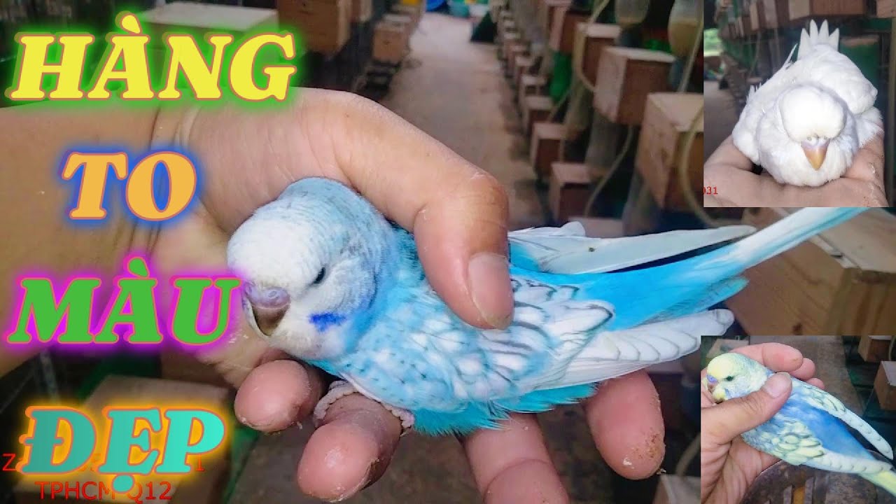 Khui Thùng Chim Yến Phụng Hà Lan  Giống Mới Nhập Về Đủ Màu Sắc