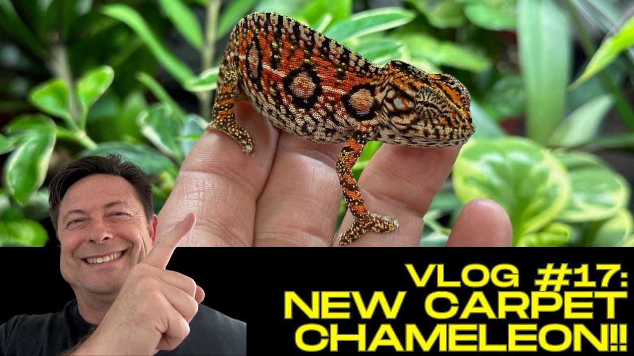 An Amazing Surprise: I Find a Carpet Chameleon! (Feb 14 VLog)