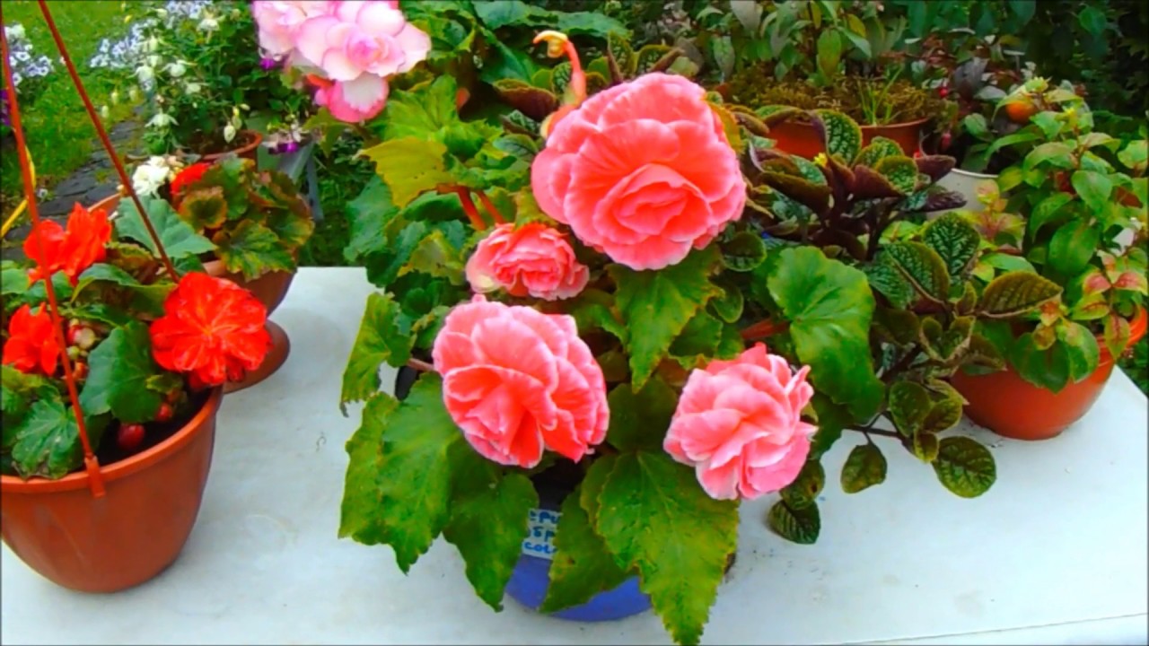 Вечно цветущая бегония))) Цветок который радует нас круглый год)))