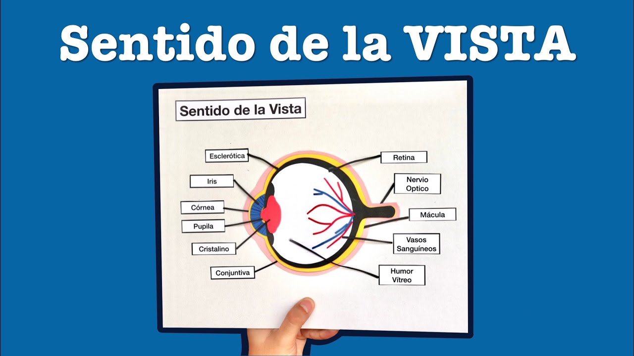 Como hacer la maqueta del Sentido de la Vista - TAP ZONE Mx