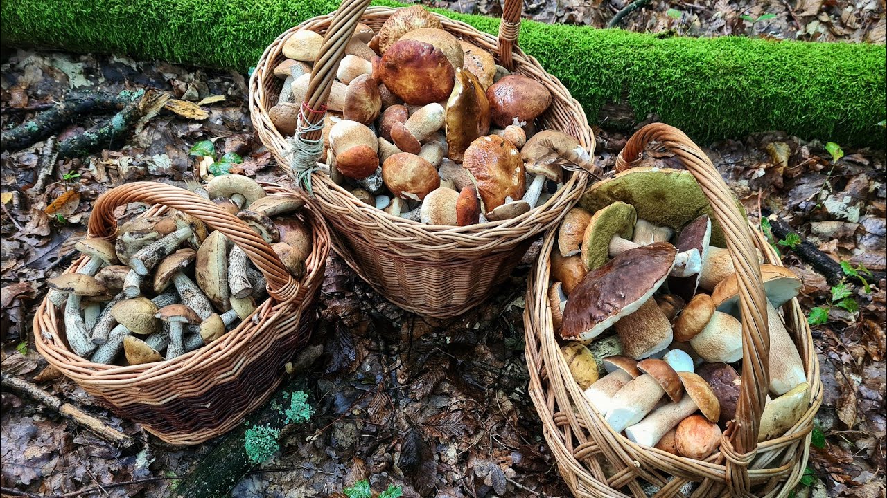 HUBY HRÍBY 2025 - hubárske šialenstvo na Gemeri / les plný húb sú ich tisíce