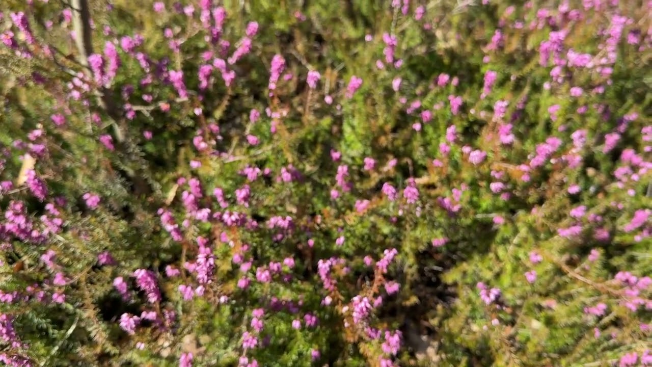 Pčele na ispaši u februaru