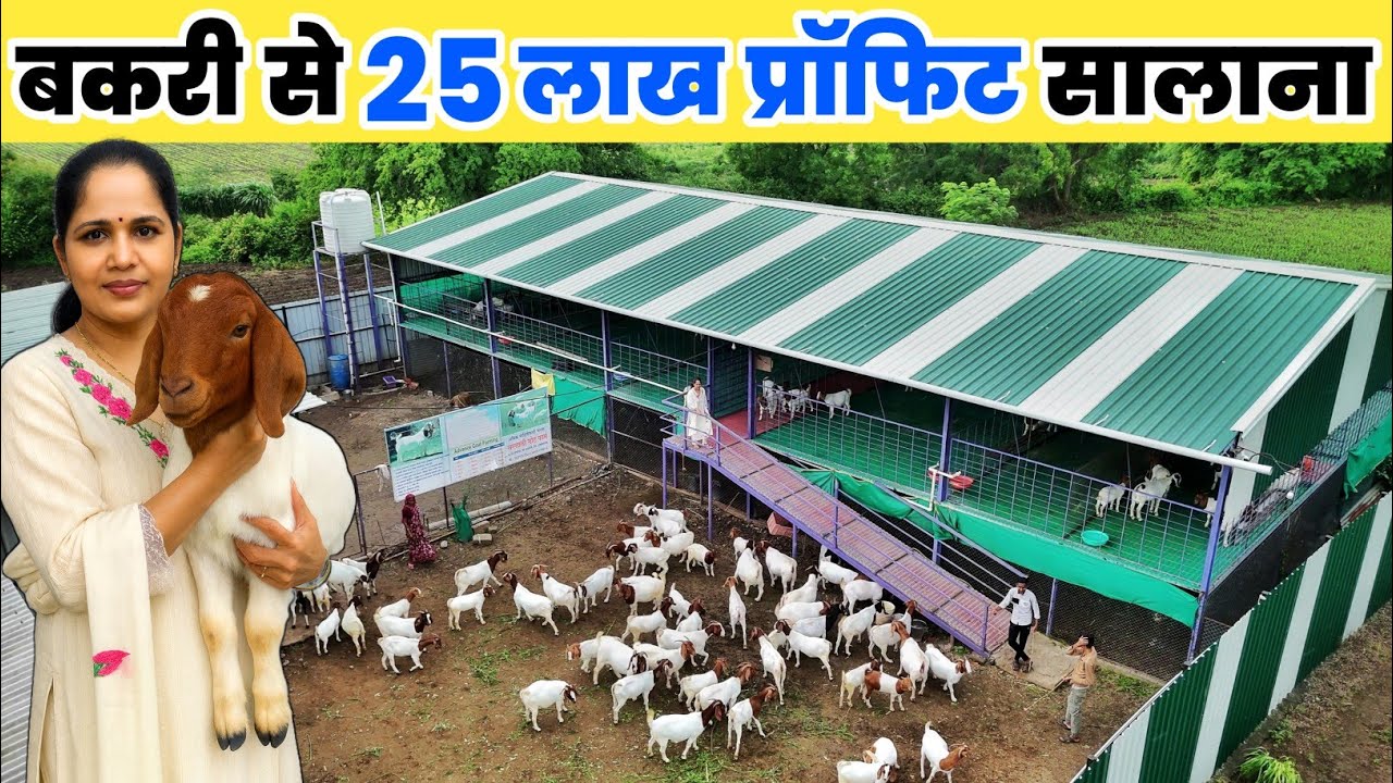 बकरी पालन से लाखो की कमाई करती है महिला | Boer goat farming in india | Goat farm tour