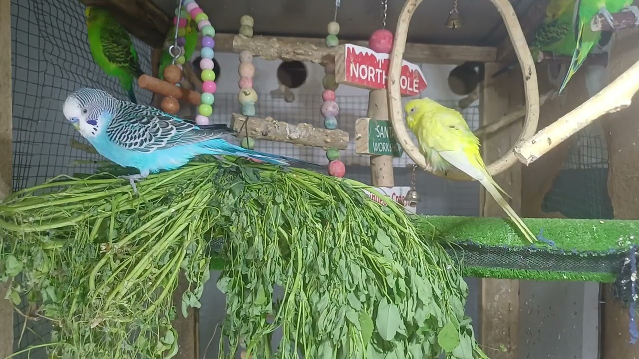 It talks in a way that leaves us speechless 😳🦜