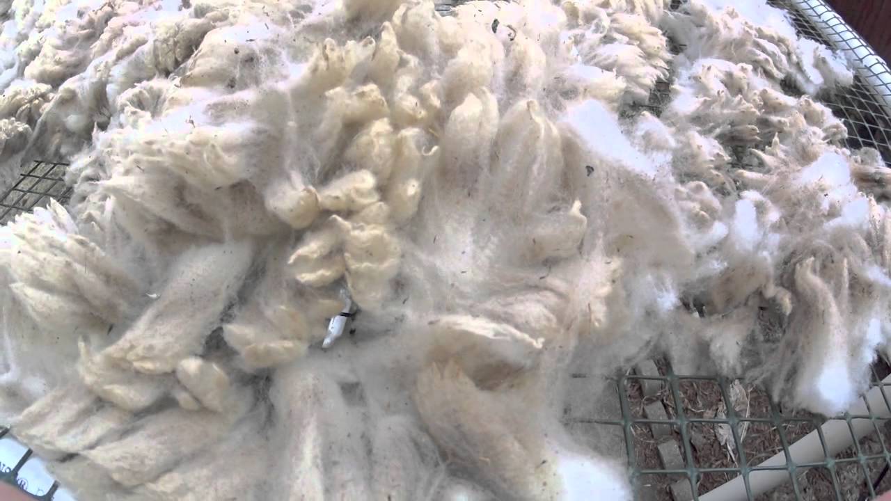 How to Pick a Fleece #1