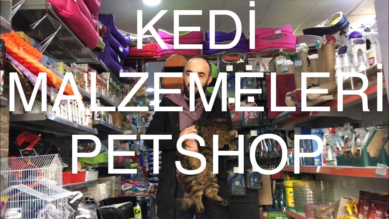 Yavru kedi alışverişi Petshop