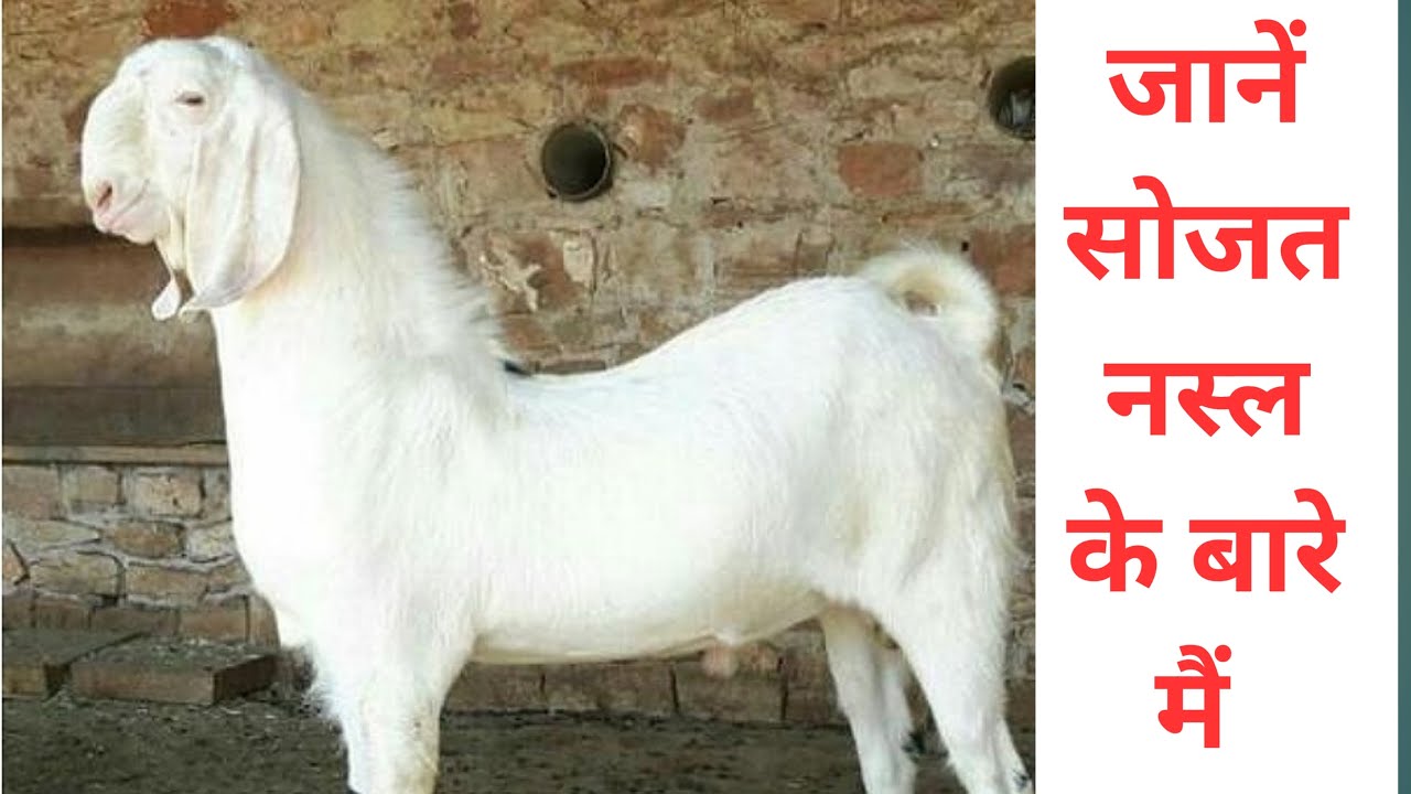 Important information about Sojat breed goat. #goat #bakri #sojatgoats #bakra #sojatkids #goatfarming