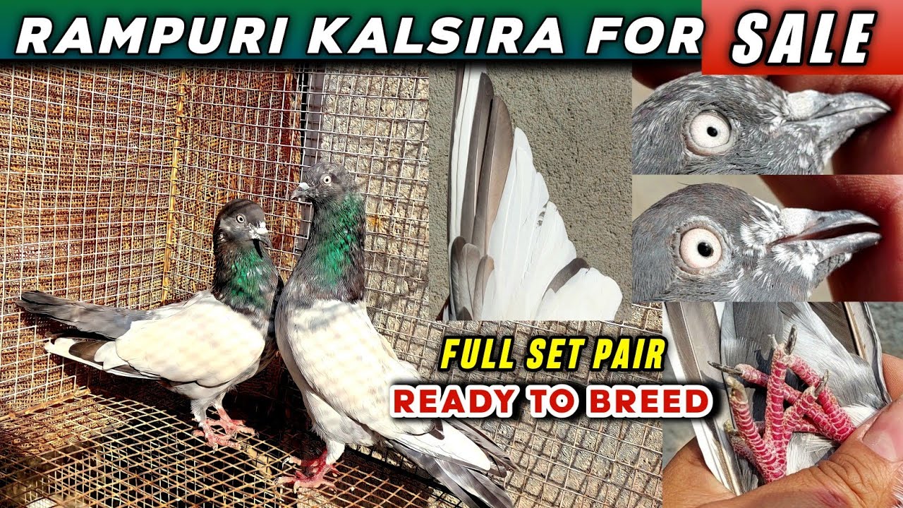 Rampuri Kalsira Sale | Highflying Pigeon For Sale | Rampuri Kabootar