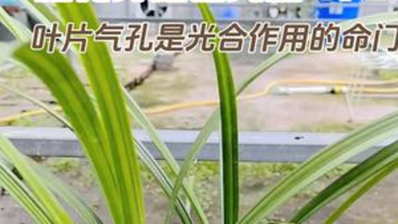 兰花养植之光照4/5：叶片气孔是光合作用的命门！#兰花 #兰花种植 #兰花日常管理 #阳台种植 #分享家庭养花知识