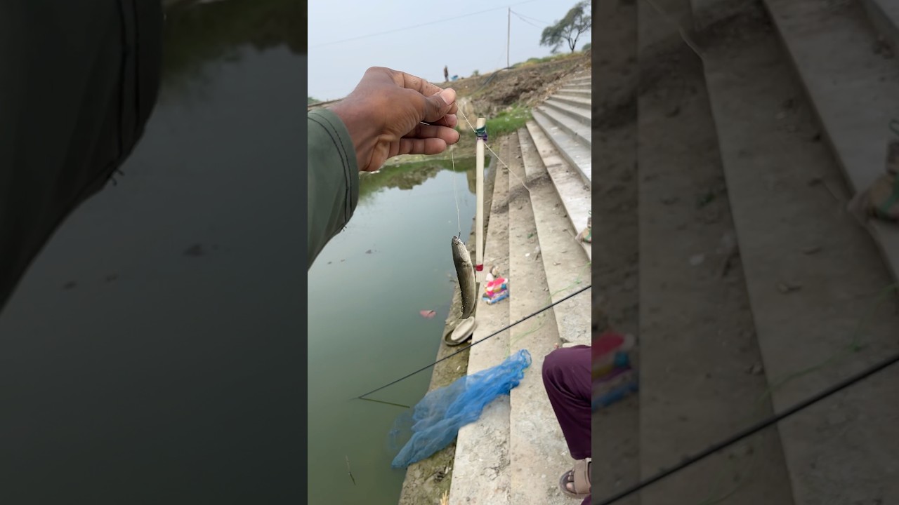 Big Size 😃 Talapia Fish 🐠 Hook 🪝 Fishing 🎣 In Hydrebad Fishing Zone 🌊