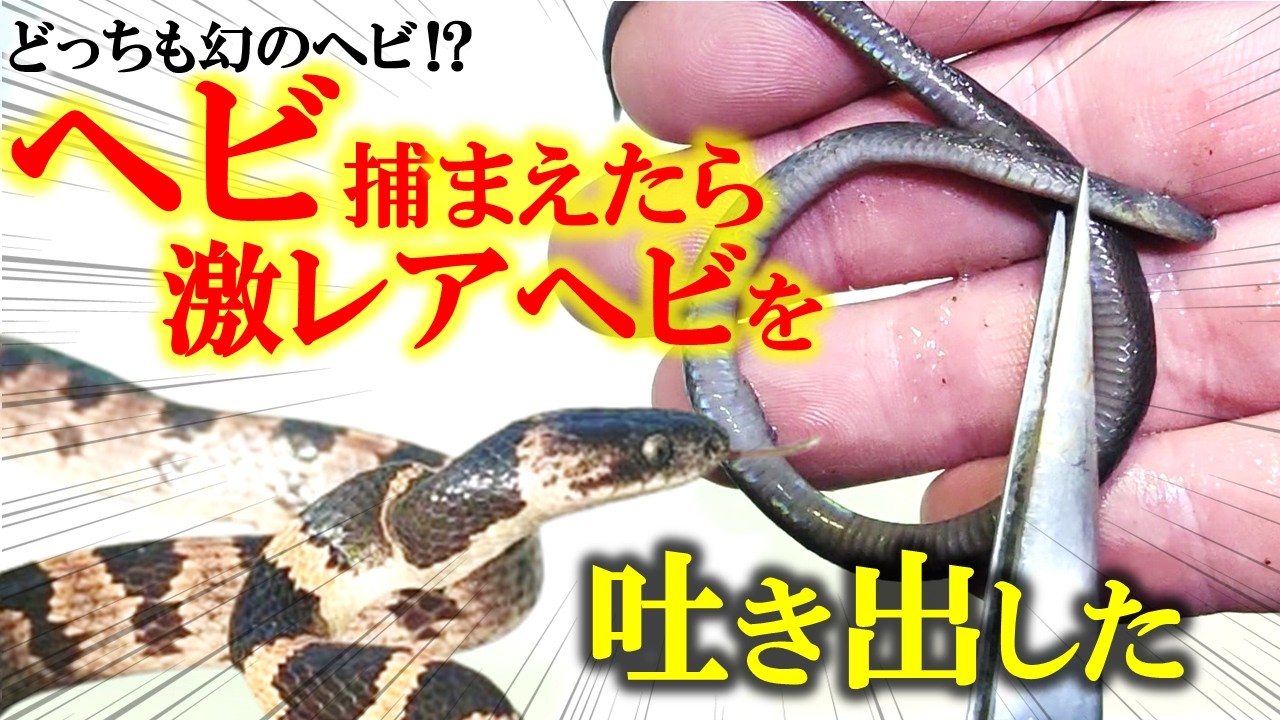 捕獲したヘビが幻のヘビを吐き出した