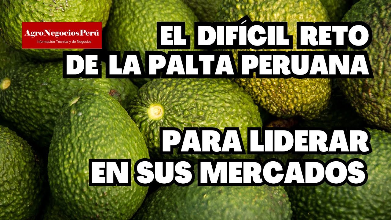 Perú tiene 77,000 hectáreas de palta y su producción seguirá creciendo. DESAFÍO: asegurar mercados