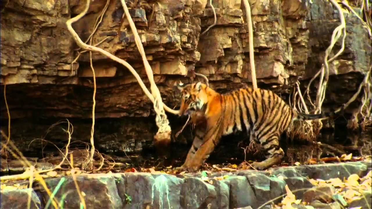 Broken Tail trailer