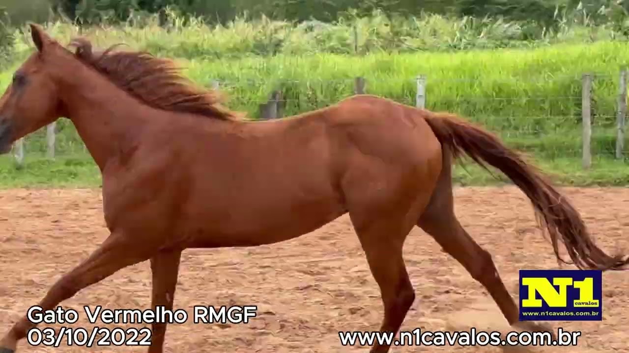 Gato Vermelho RMGF a venda no N1Cavalos