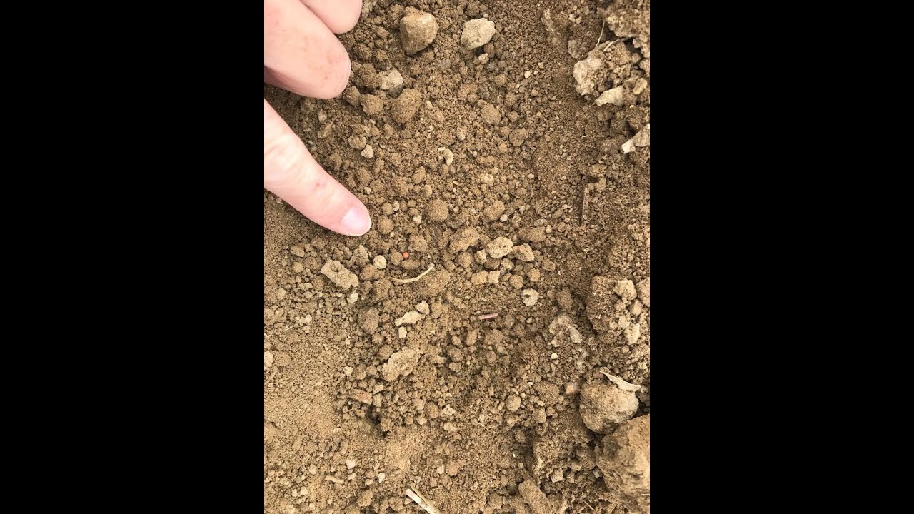Feldexkursion 198: Aussaat von Raps - NU Agrar, 18.08.2021