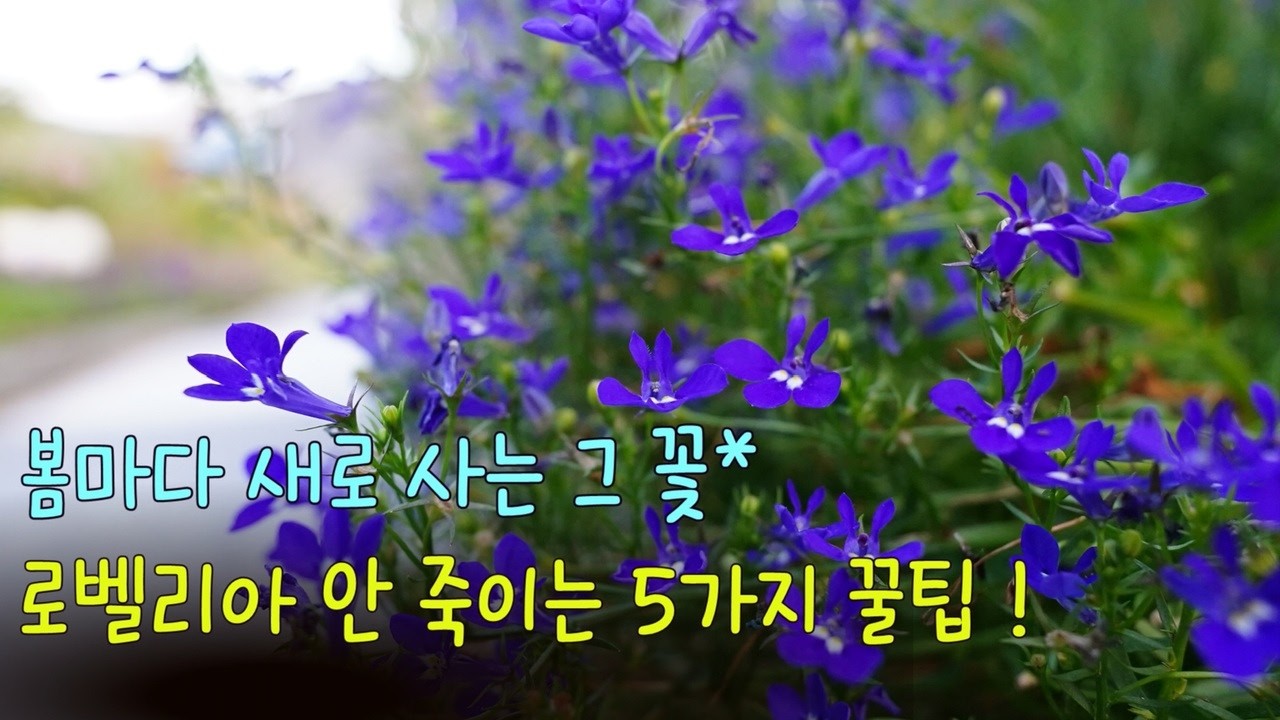 로벨리아 5년째 꽃피우는 비법 공개/로벨리아가 제일 쉬워요!/로벨리아 삽목부터 사계절 관리까지/여름에도 안 죽는 로벨리아 관리법/