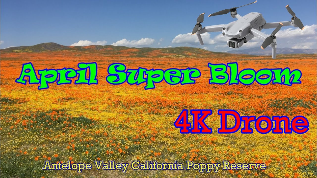 2023 Drone view Super Bloom  Antelope Valley California Poppy Fields