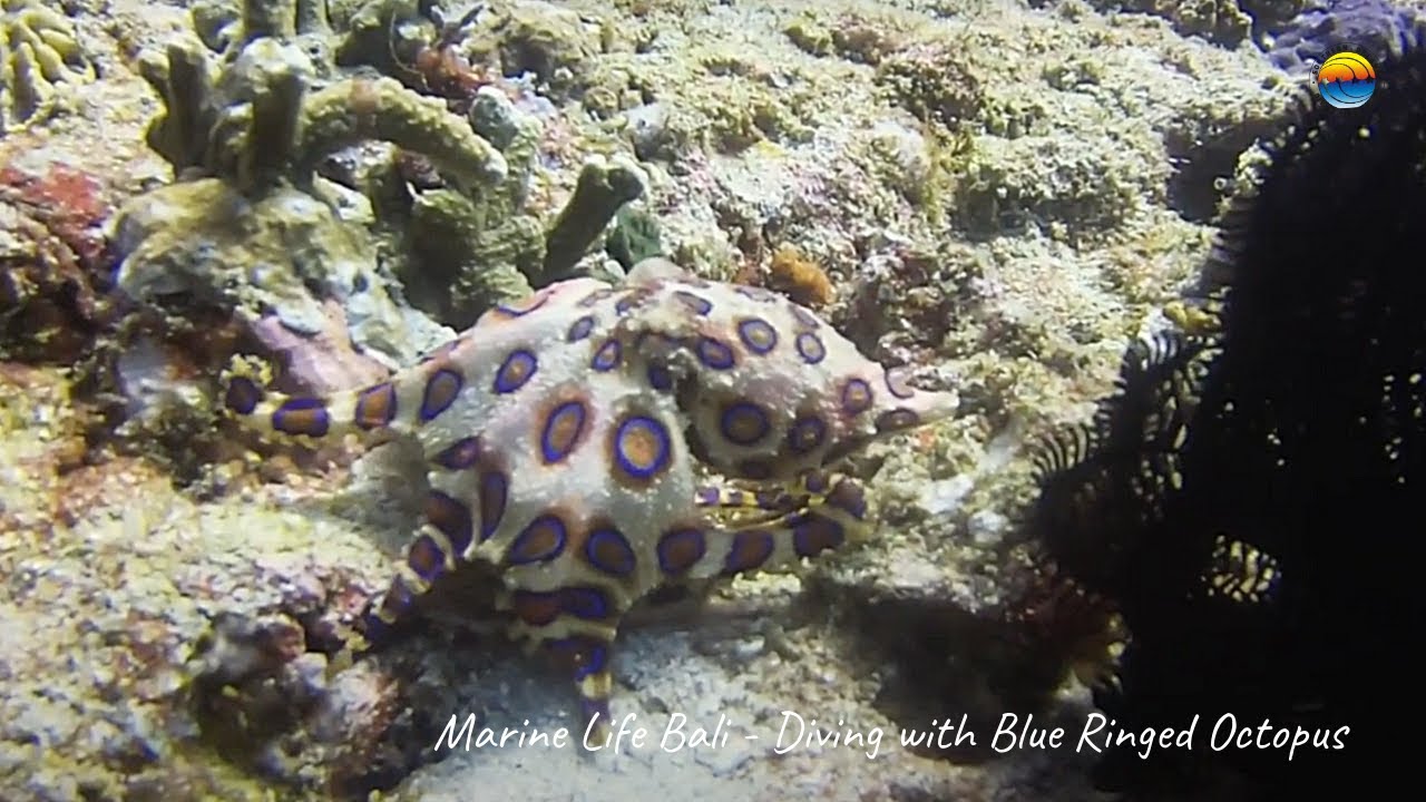 Blue ringed Octopus - Marine Life in Bali with Southern Dreams Diving Club