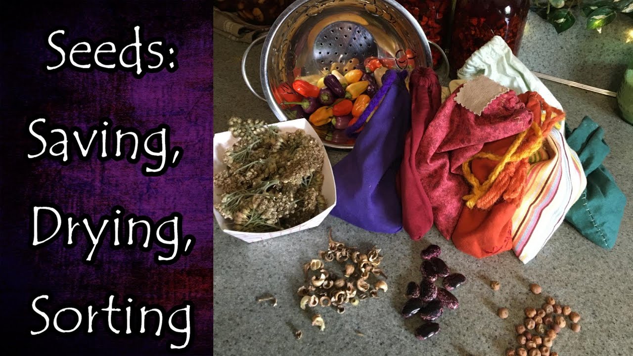 Saving, Drying, Sorting Seeds