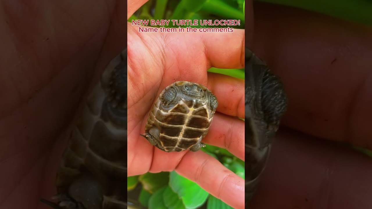 The shenanigans squad is growing! Help us name our new baby turtle! 👇  #turtle #babyturtle #namethis