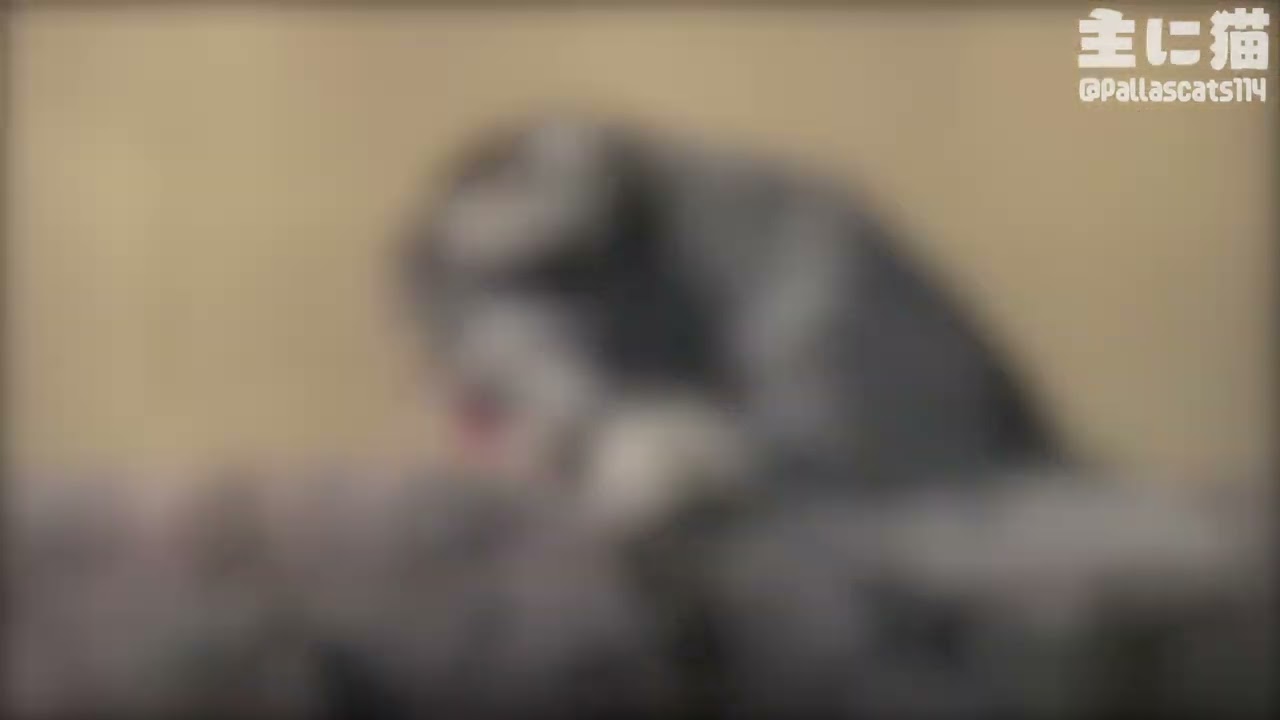 【旭山動物園】ペロペロ&ゴロゴロのグルーシャ【Pallas's cat】【manul】