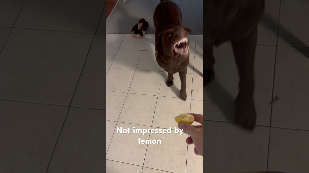 Take it easy! It’s just a lemon 