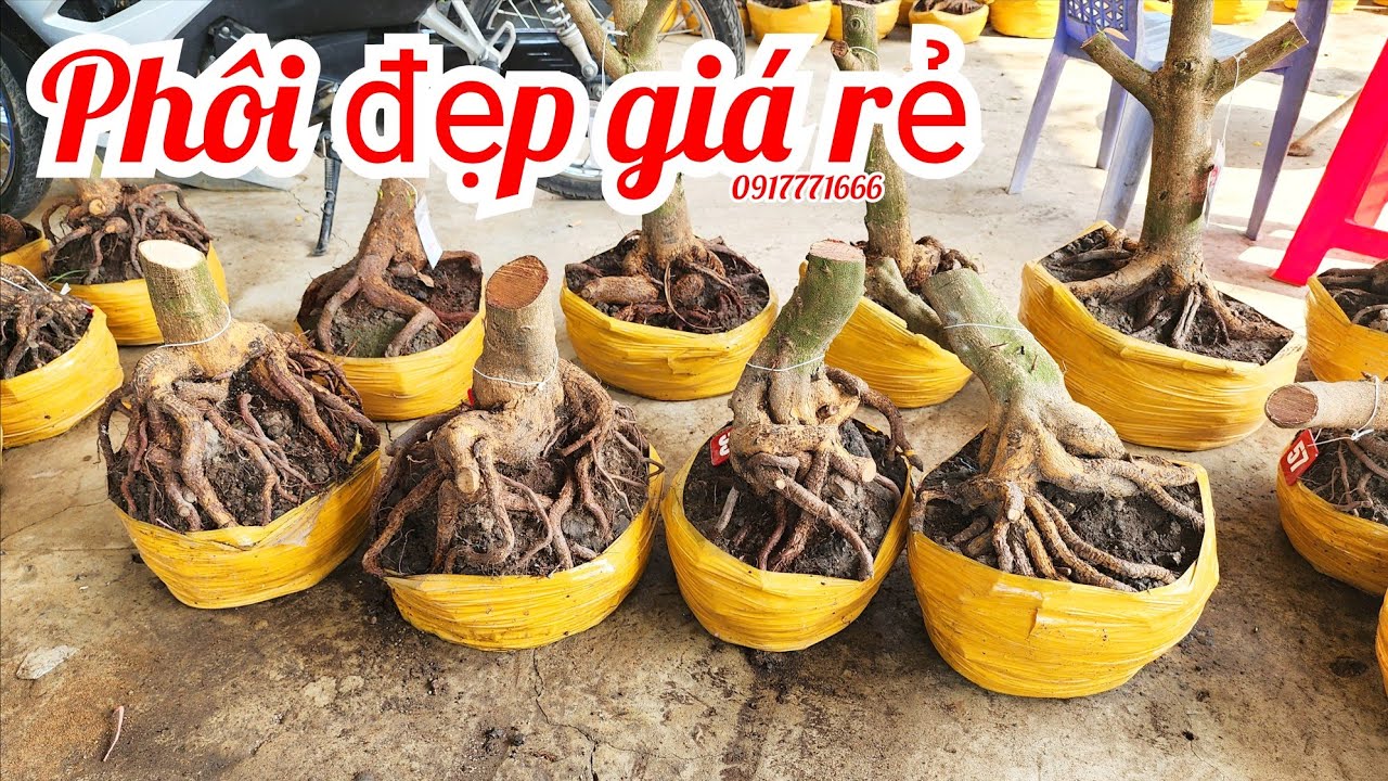 Mùng 7 Tết a Tú 0917771666 phôi mai giảo bonsai đẹp giá rẻ |MaivàngThanhTâm
