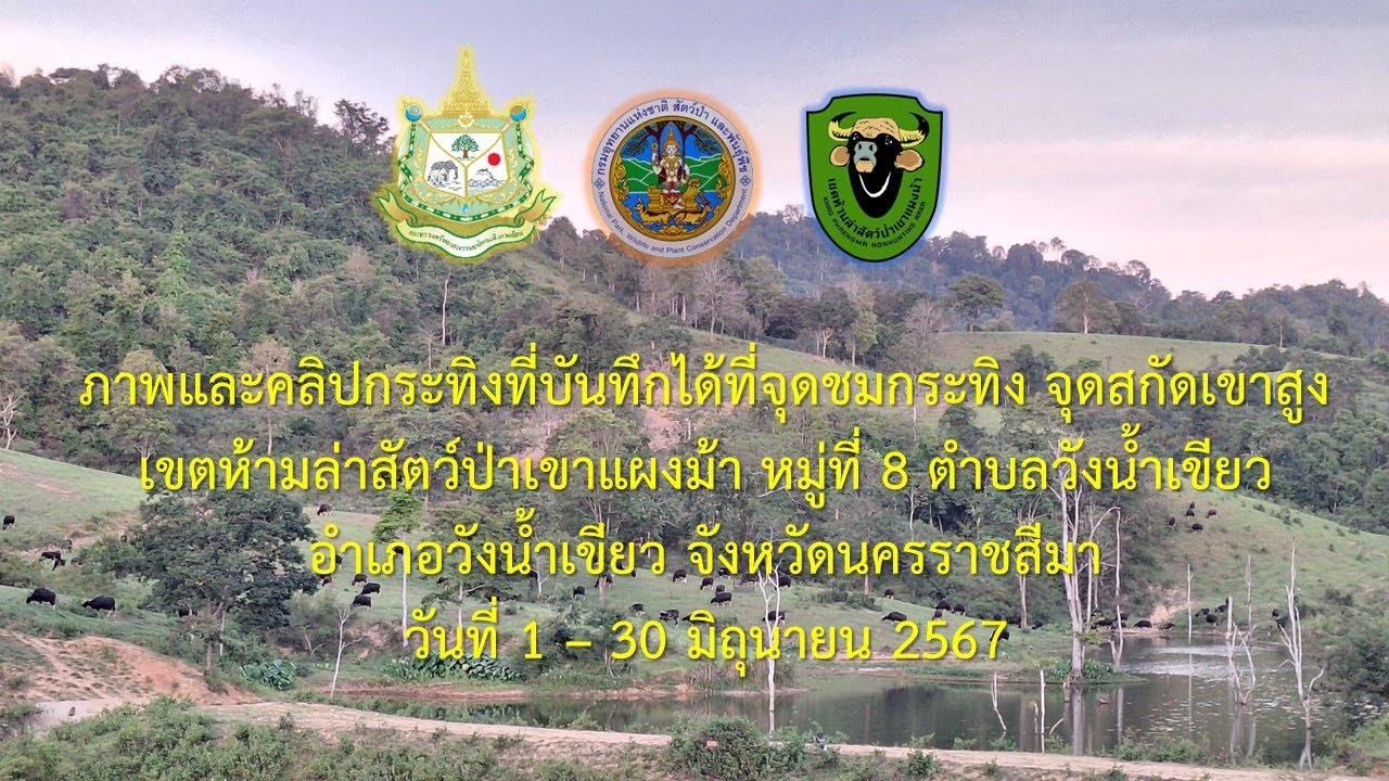 ภาพและคลิปกระทิง ณ จุดสกัดเขาสูงเขตห้ามล่าสัตว์ป่าเขาแผงม้า  วันที่ 1 - 30 มิถุนายน 2567