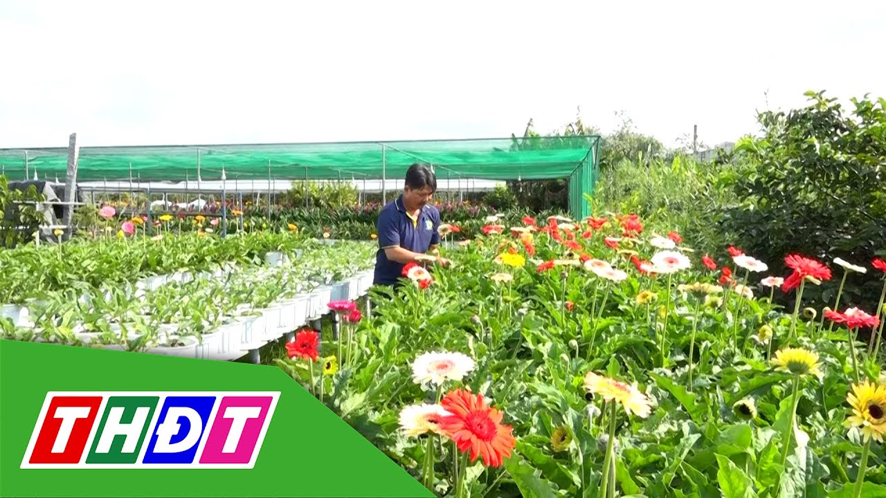 Hành trình hoa Tết ở Sa Đéc | Trang địa phương - 2/2/2026 | THDT