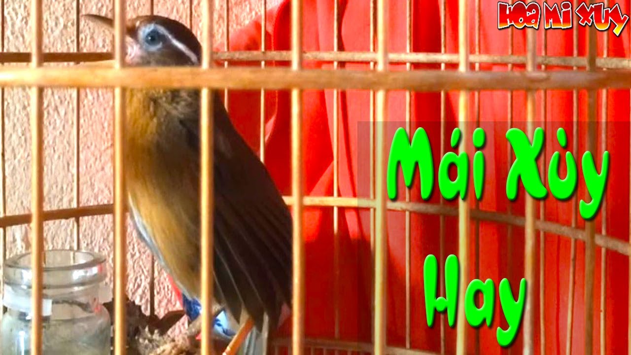 Mái xùy kích trống điên đảo căng lửa thúc mi mộc mau hót nhanh thuần cực hay vip