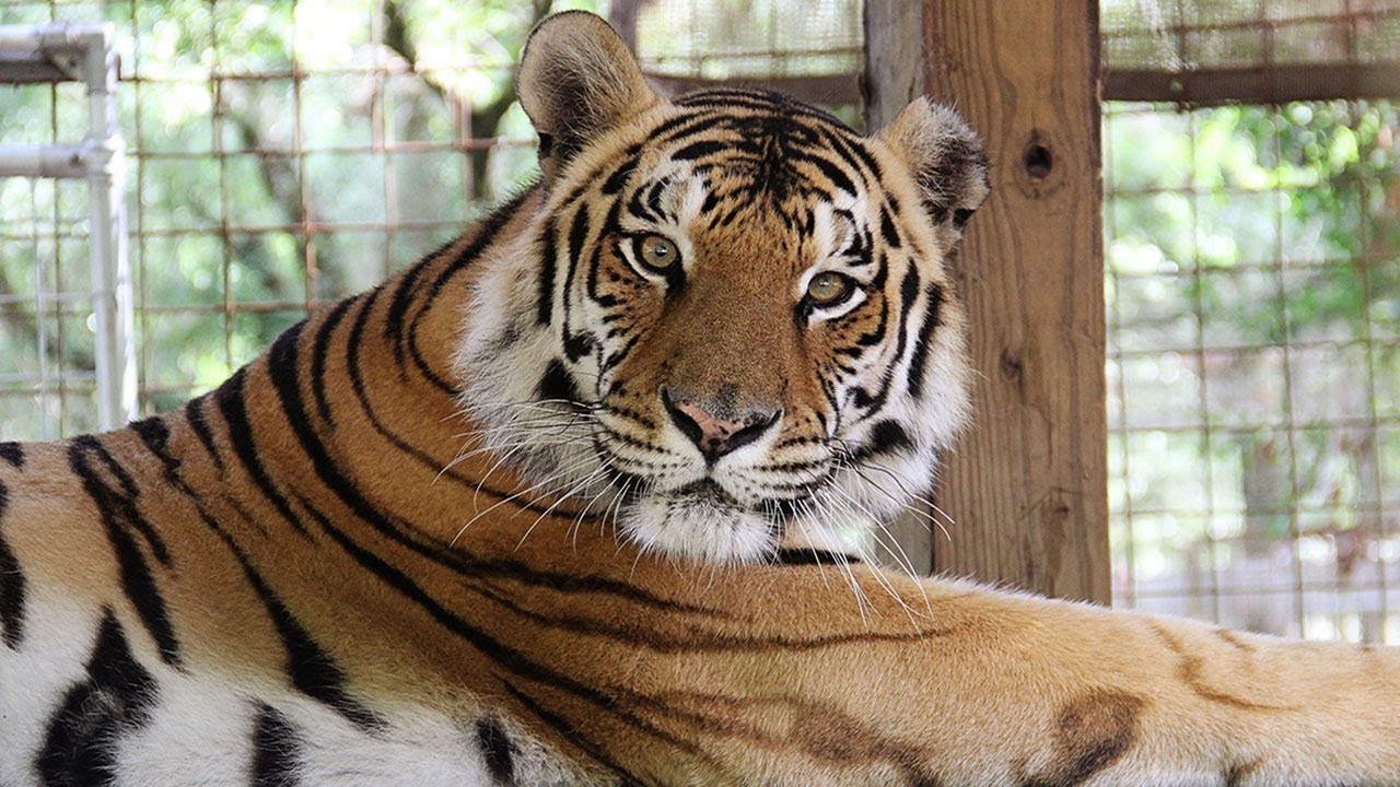 Silly Tiger VS Pumpkin