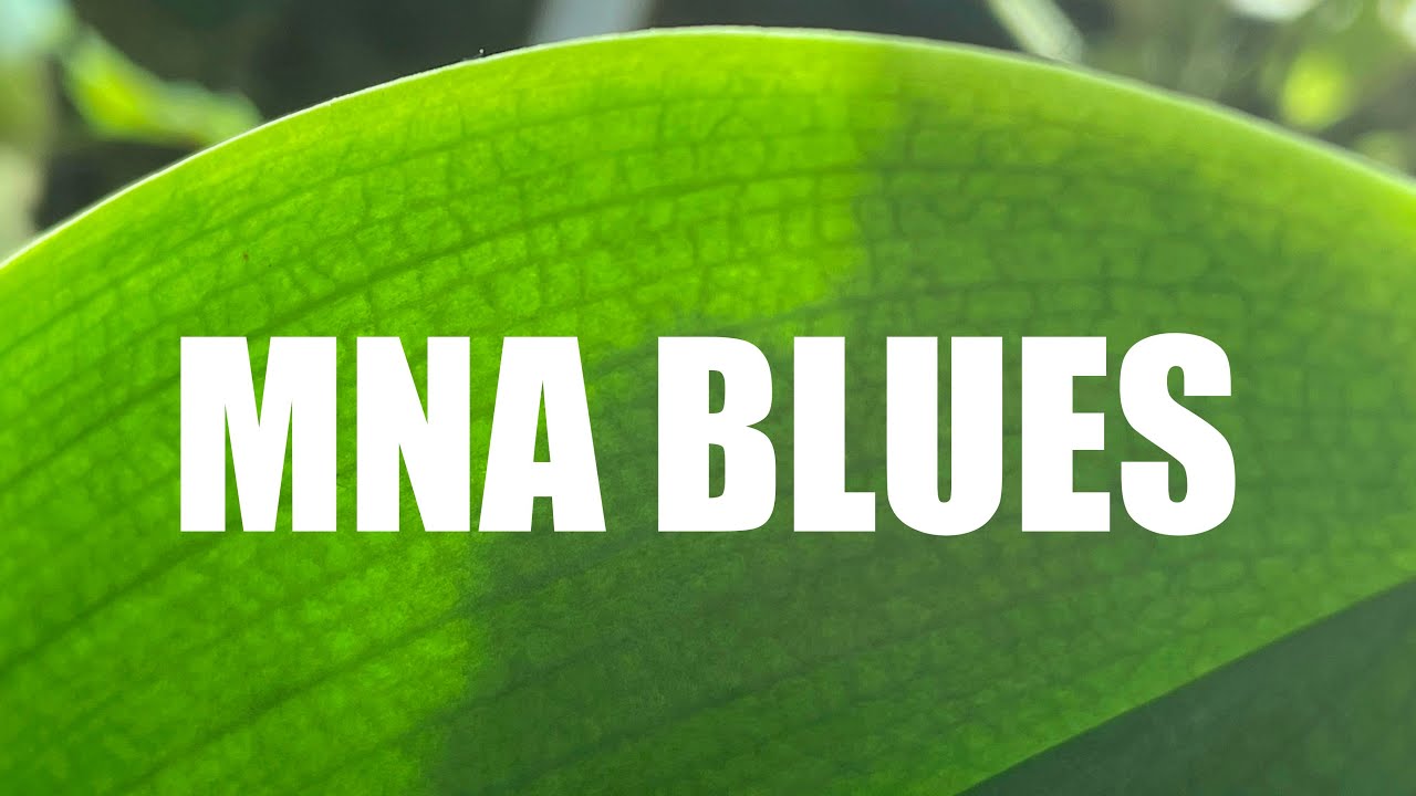 MNA blues