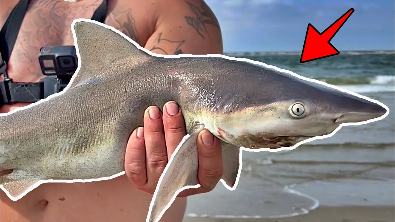 Outer Banks Surf Fishing for SHARKS!!