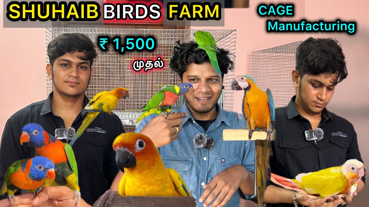 ₹1500 முதல் | Tamed Birds & cage's | தமிழ் | Low price birds | Sun cheek , Sun Conure | Eagletwist