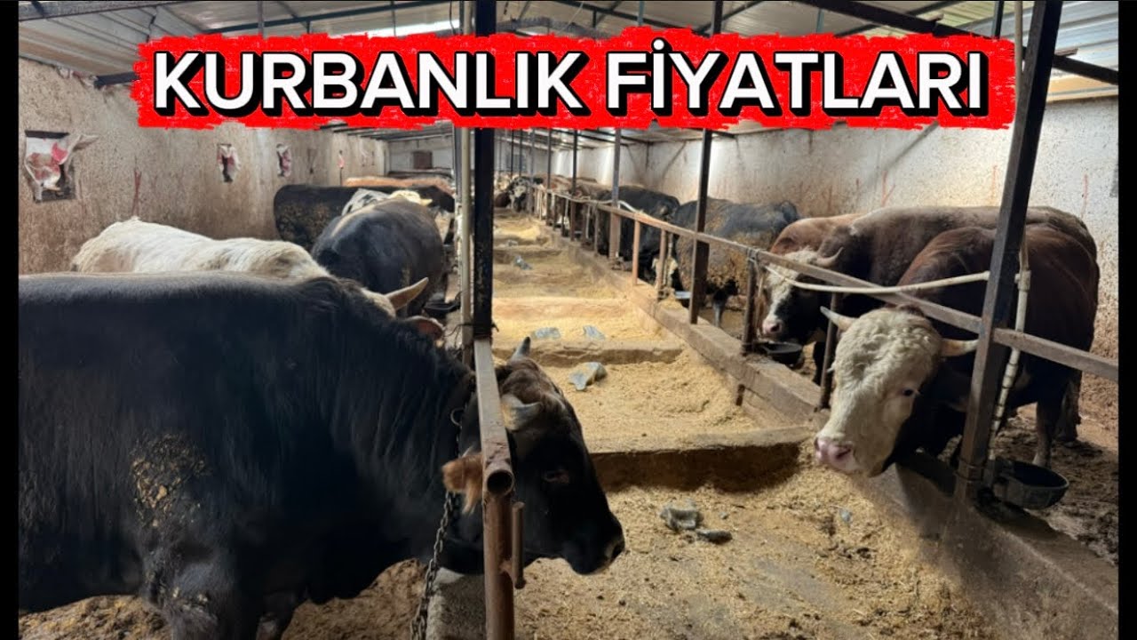 KURBANLIK FİYATLARI 05 NİSAN 2026 KIRIKKALE 